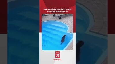 Kanal 3Cts, Mart 7, 2026 4:00pmURL:Embed:Havuza düşünce panikleyen kedi yüzme