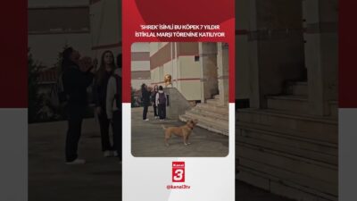 Kanal 3Cts, Mart 14, 2026 4:01pmURL:Embed:‘Shrek’ isimli bu köpek 7