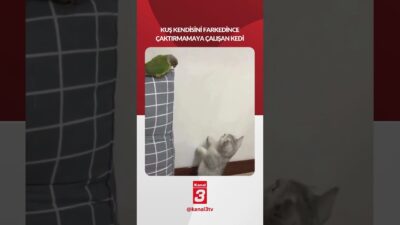 Kuş kendisini fark edince çaktırmamaya çalışan kedi.. 📶https://kanal3.com.tr/ Sosyal Medya