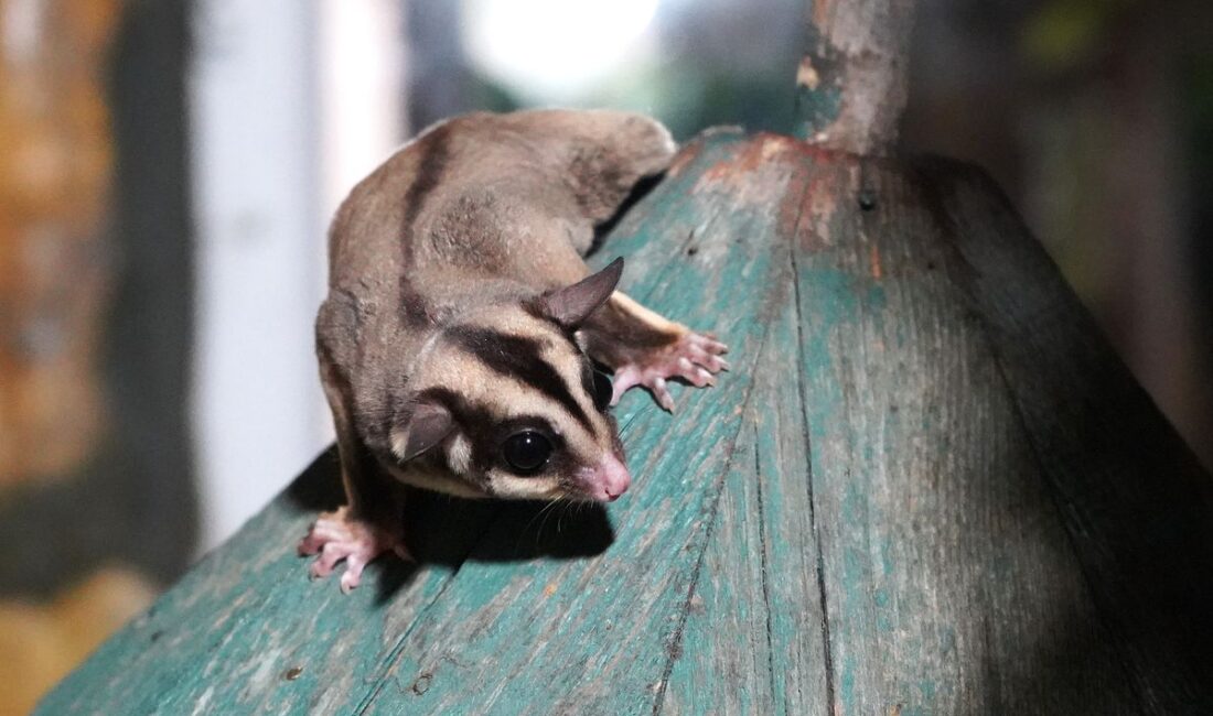 Doğa Koruma ve Milli Parklar ekipleri tarafından gerçekleştirilen operasyonda, kaçak