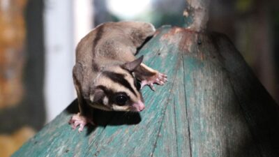 Doğa Koruma ve Milli Parklar ekipleri tarafından gerçekleştirilen operasyonda, kaçak