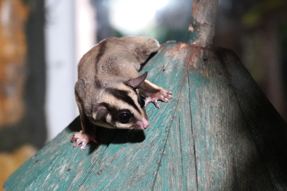 Doğa Koruma ve Milli Parklar ekipleri tarafından gerçekleştirilen operasyonda, kaçak