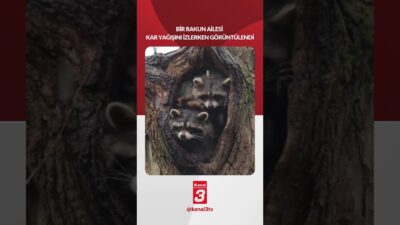 Kanal 3Paz, Mart 1, 2026 2:01pmURL:Embed:Bir ”Rakun ailesi” kar yağışını