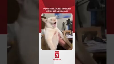 Kanal 3Pts, Mart 23, 2026 2:01pmURL:Embed:Yaşamının ilk aylarını köpeklerle geçiren