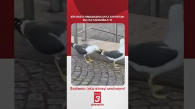 Bir martı arkadaşına şaka yaptıktan sonra kahkaha attı.. 📶https://kanal3.com.tr/ Sosyal