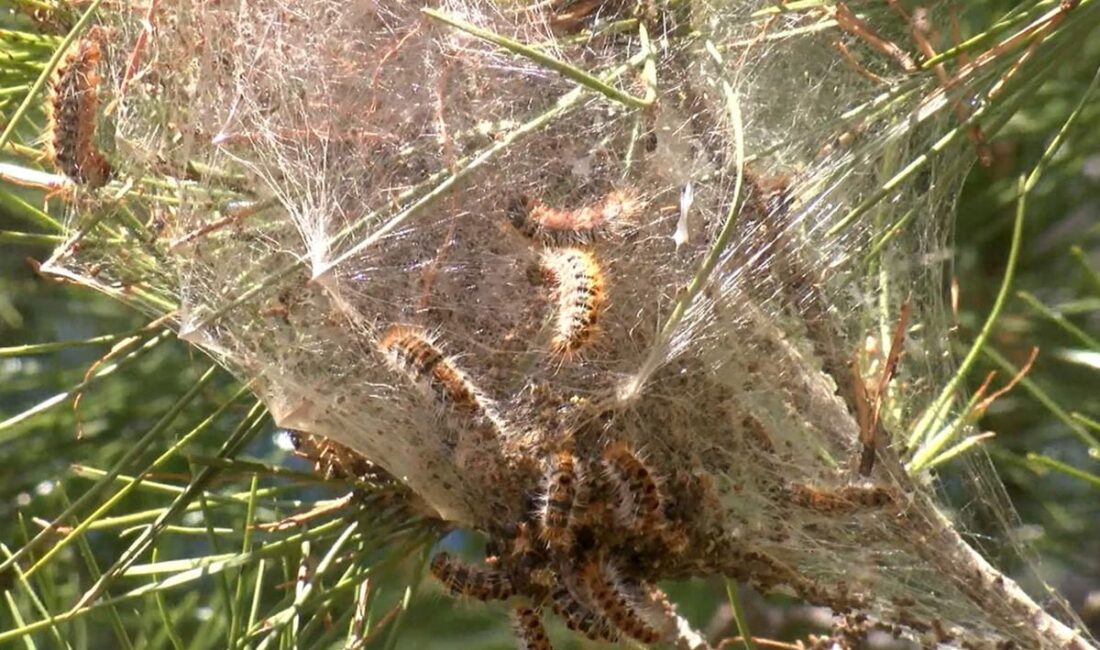 Antalya ve çevresinde baharın gelmesiyle birlikte kızılçam ormanlarında çam kese