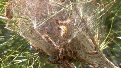 Antalya ve çevresinde baharın gelmesiyle birlikte kızılçam ormanlarında çam kese