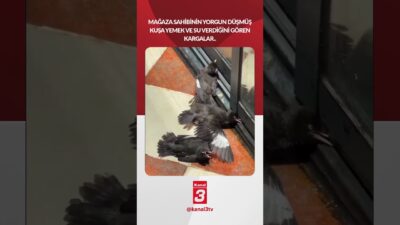 Mağaza sahibinin yorgun düşmüş kuşa yemek ve su verdiğini gören