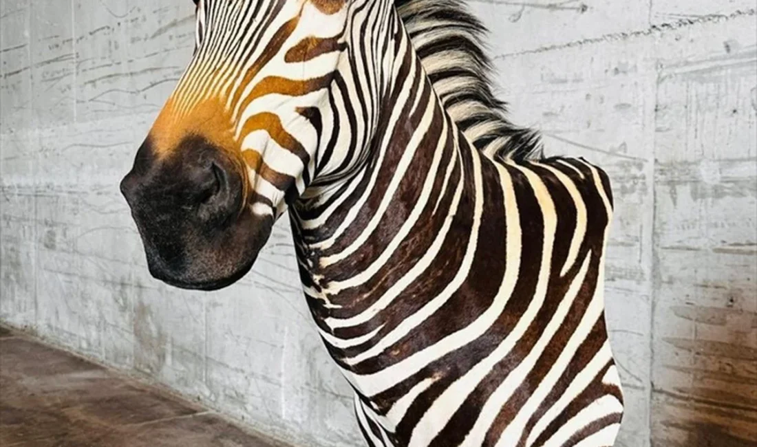 Tarım ve Orman Bakanlığı, Trabzon Limanı'nda gerçekleştirilen gümrük kontrolleri sırasında