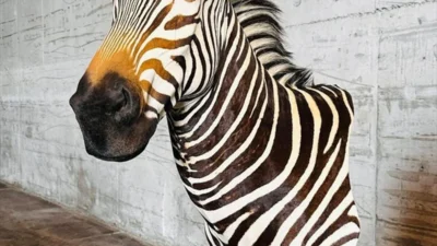 Tarım ve Orman Bakanlığı, Trabzon Limanı'nda gerçekleştirilen gümrük kontrolleri sırasında