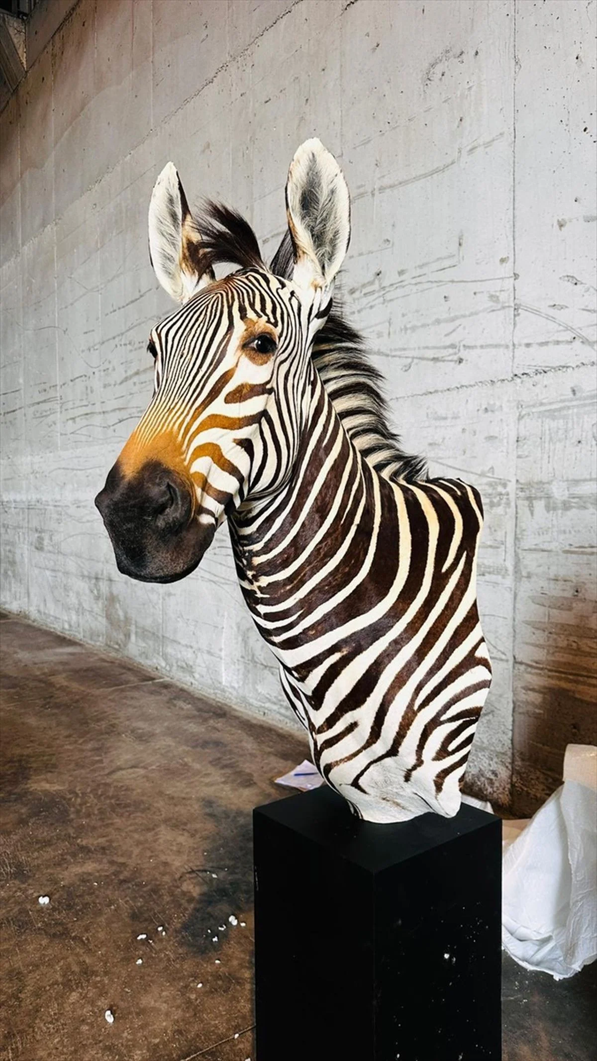 Tarım ve Orman Bakanlığı, Trabzon Limanı'nda gerçekleştirilen gümrük kontrolleri sırasında