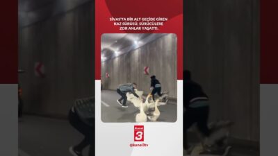 Sivas’ta bir alt geçide giren kaz sürüsü, sürücülere zor anlar