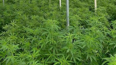 Tarım ve Orman Bakanlığı, kenevir yetiştiriciliğine yönelik izin kapsamını genişletti.