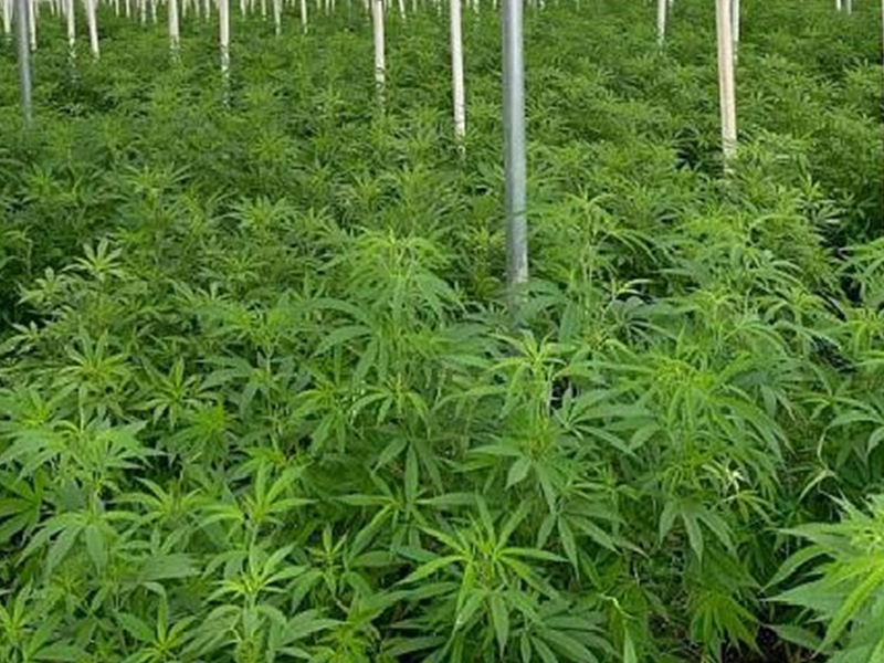 Tarım ve Orman Bakanlığı, kenevir yetiştiriciliğine yönelik izin kapsamını genişletti.