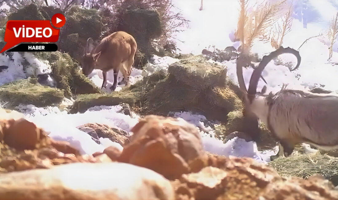 Kış şartlarının ağırlaştığı bölgelerde yaban hayvanlarının beslenme ihtiyacını karşılamak amacıyla