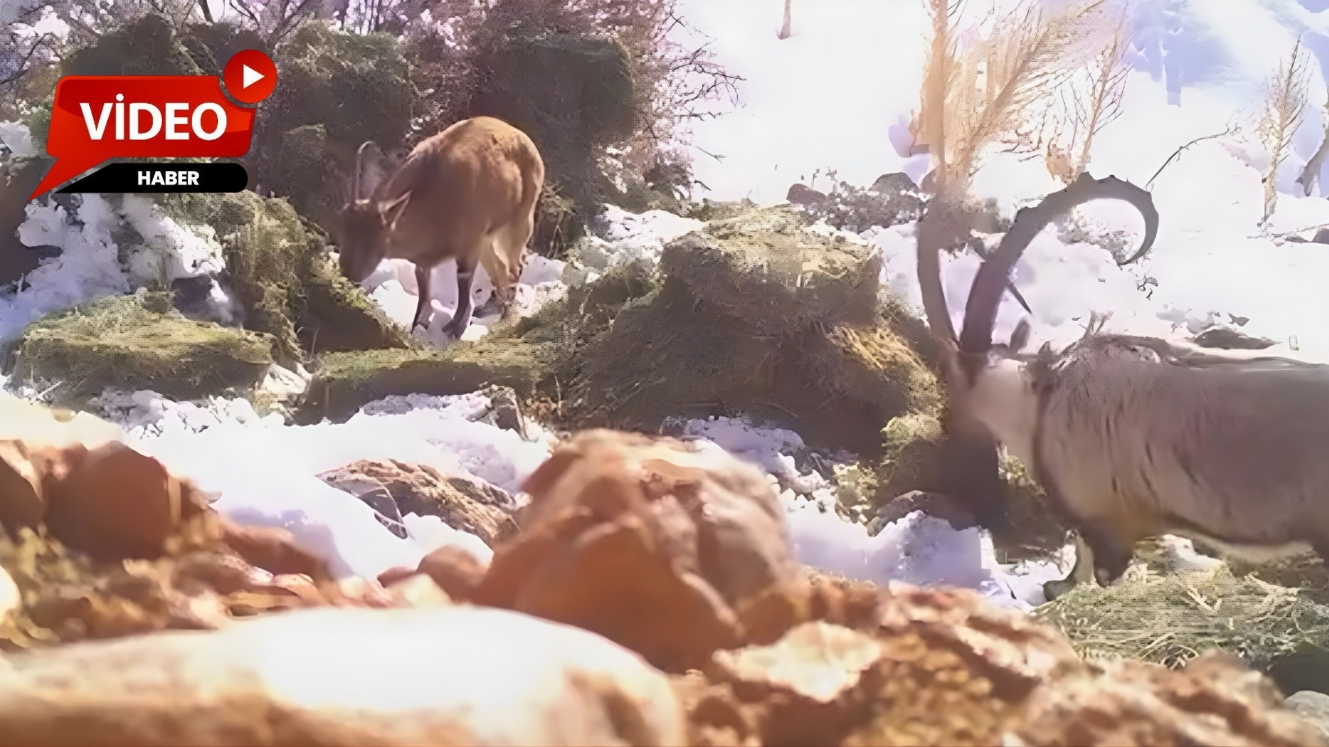 Kış şartlarının ağırlaştığı bölgelerde yaban hayvanlarının beslenme ihtiyacını karşılamak amacıyla