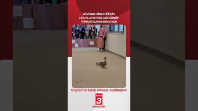 Güvende hissettiği için her yıl aynı yere geri dönüp yumurtalarını