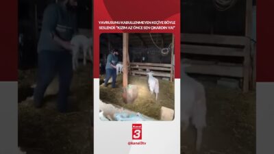 Yavrusunu Kabullenmeyen Keçiye Böyle Seslendi: “Kızım Az Önce Sen Çıkardın