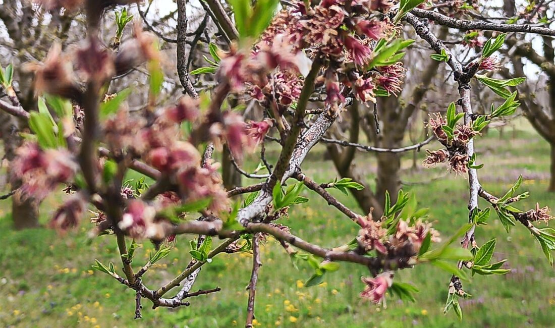 Afyonkarahisar'ın Sultandağı ve Çay ilçelerinde etkili olan zirai don, bölgedeki