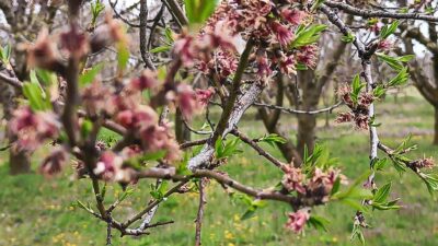 Afyonkarahisar'ın Sultandağı ve Çay ilçelerinde etkili olan zirai don, bölgedeki