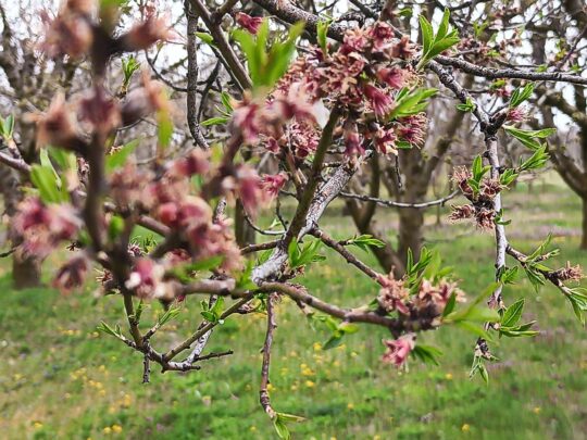 Afyonkarahisar'ın Sultandağı ve Çay ilçelerinde etkili olan zirai don, bölgedeki