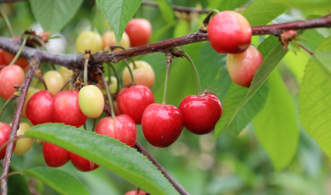 Geçtiğimiz yıl yaşanan zirai don nedeniyle kiraza hasret kalan vatandaşlar,