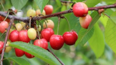 Geçtiğimiz yıl yaşanan zirai don nedeniyle kiraza hasret kalan vatandaşlar,
