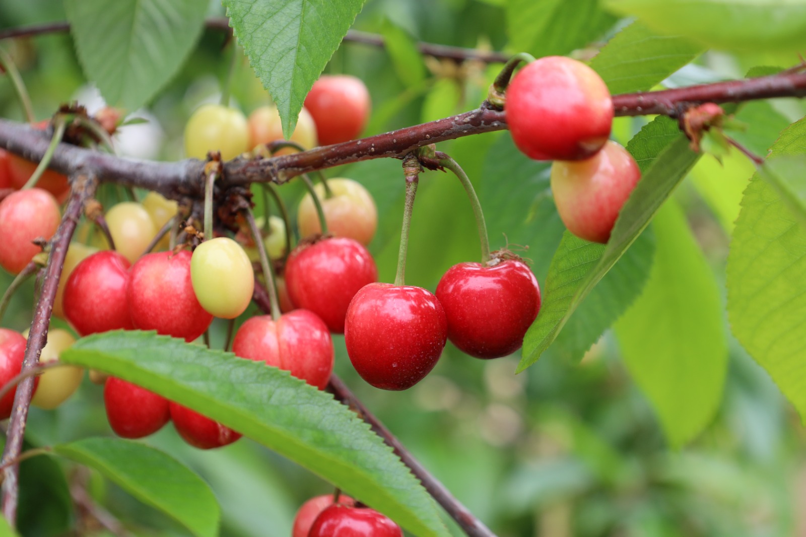 Geçtiğimiz yıl yaşanan zirai don nedeniyle kiraza hasret kalan vatandaşlar,