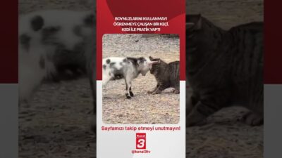 Kanal 3Per, Nisan 16, 2026 6:30amURL:Embed:Boynuzlarını kullanmayı öğrenmeye çalışan bir