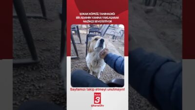 Kanal 3Per, Nisan 23, 2026 2:00pmURL:Embed:Sokak köpeği, tanımadığı bir adamın