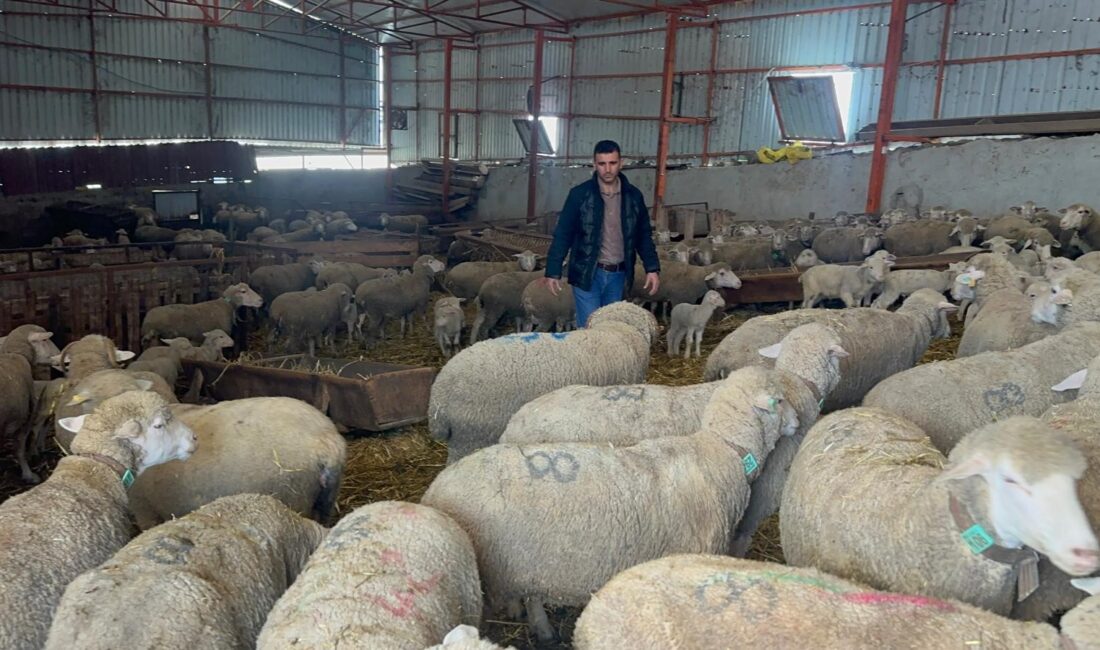 Balıkesir’in Manyas ilçesinde yarım asrı aşkın süredir devam eden bir