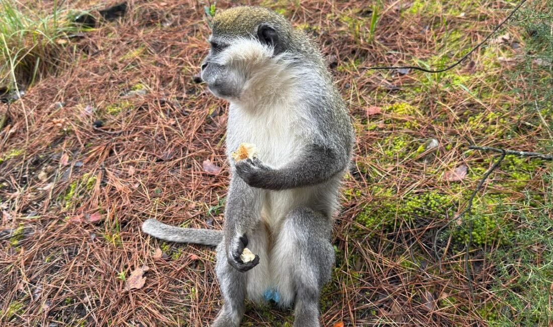 Denizli'de ardı ardına yaşanan firari maymunların hikayesi ortaya çıktı. Bakımı