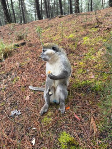 Denizli'de ardı ardına yaşanan firari maymunların hikayesi ortaya çıktı. Bakımı
