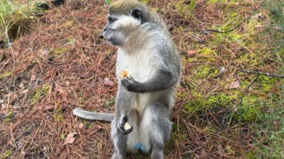 Denizli'de ardı ardına yaşanan firari maymunların hikayesi ortaya çıktı. Bakımı