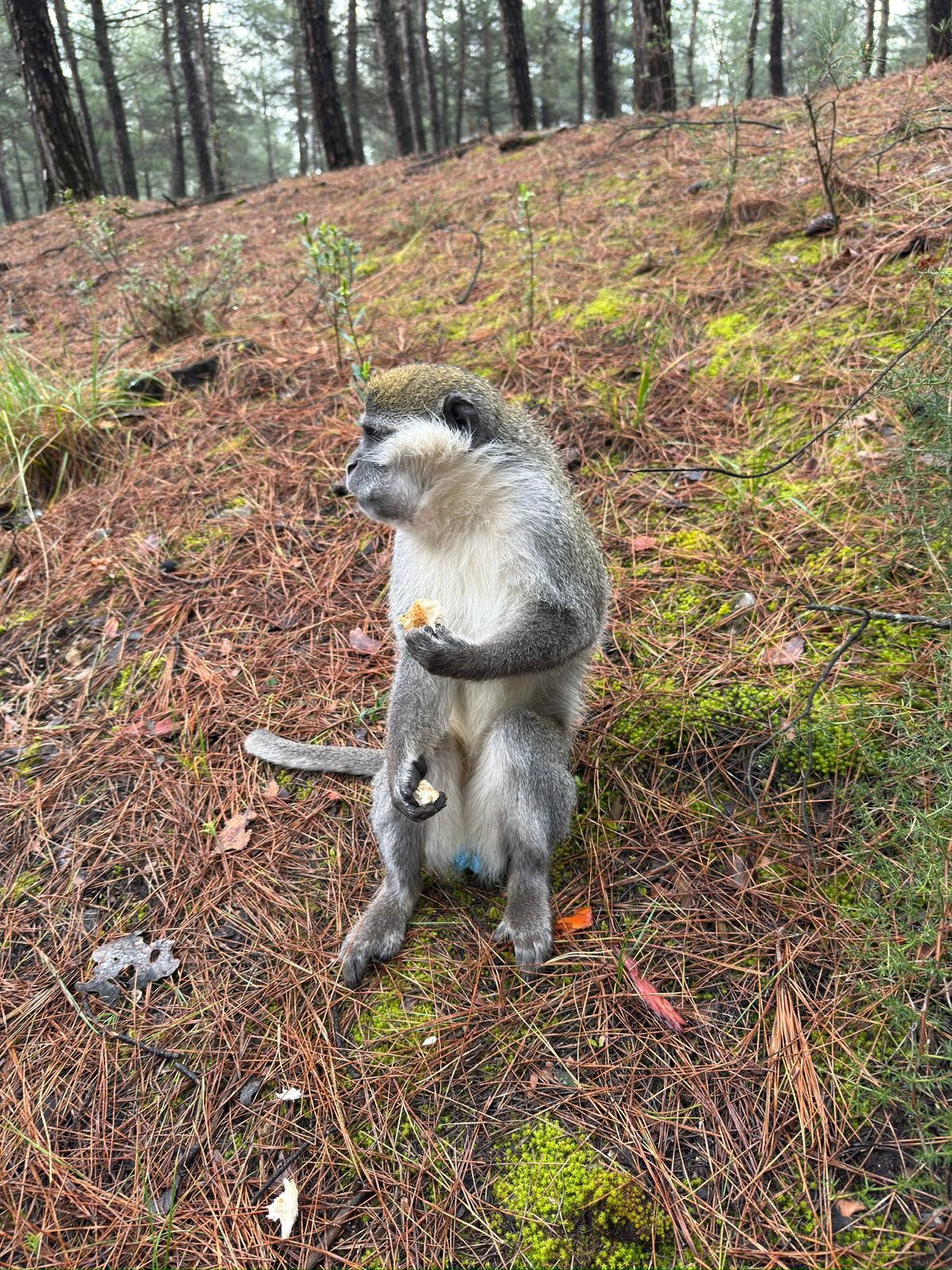 Denizli'de ardı ardına yaşanan firari maymunların hikayesi ortaya çıktı. Bakımı