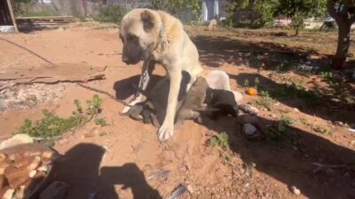 Antalya’nın Kepez ilçesinde bir yaşam hakkı savunucusunun dikkati sayesinde ortaya