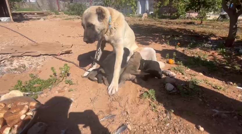 Antalya’nın Kepez ilçesinde bir yaşam hakkı savunucusunun dikkati sayesinde ortaya