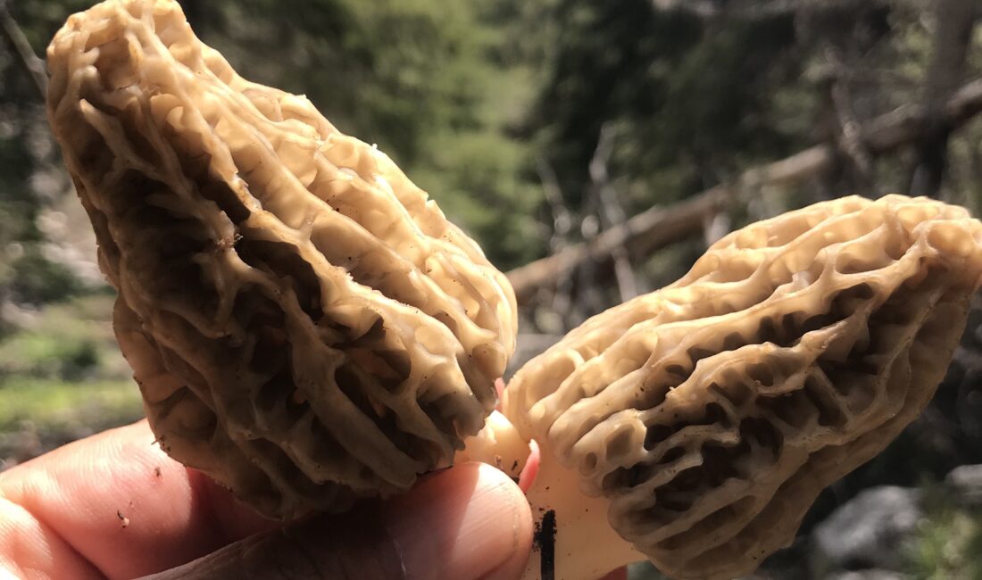 Antalya'nın Akseki ilçesinde, bahar yağmurlarıyla birlikte doğada kendiliğinden yetişen ve