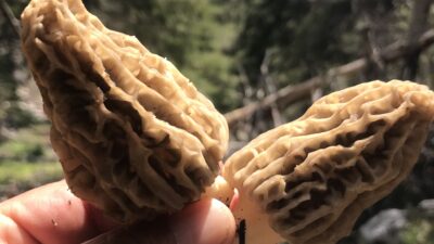 Antalya'nın Akseki ilçesinde, bahar yağmurlarıyla birlikte doğada kendiliğinden yetişen ve