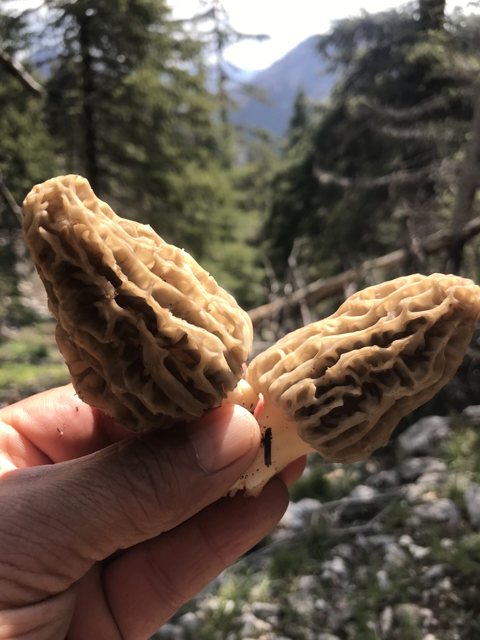 Antalya'nın Akseki ilçesinde, bahar yağmurlarıyla birlikte doğada kendiliğinden yetişen ve