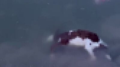 Sivas’ın Ulaş ilçesinde karların erimesiyle birlikte doluluk oranı artan Yapalı