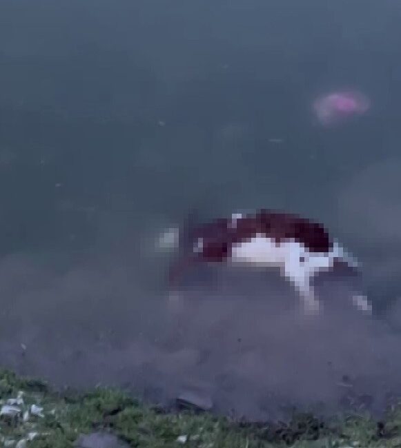 Sivas’ın Ulaş ilçesinde karların erimesiyle birlikte doluluk oranı artan Yapalı