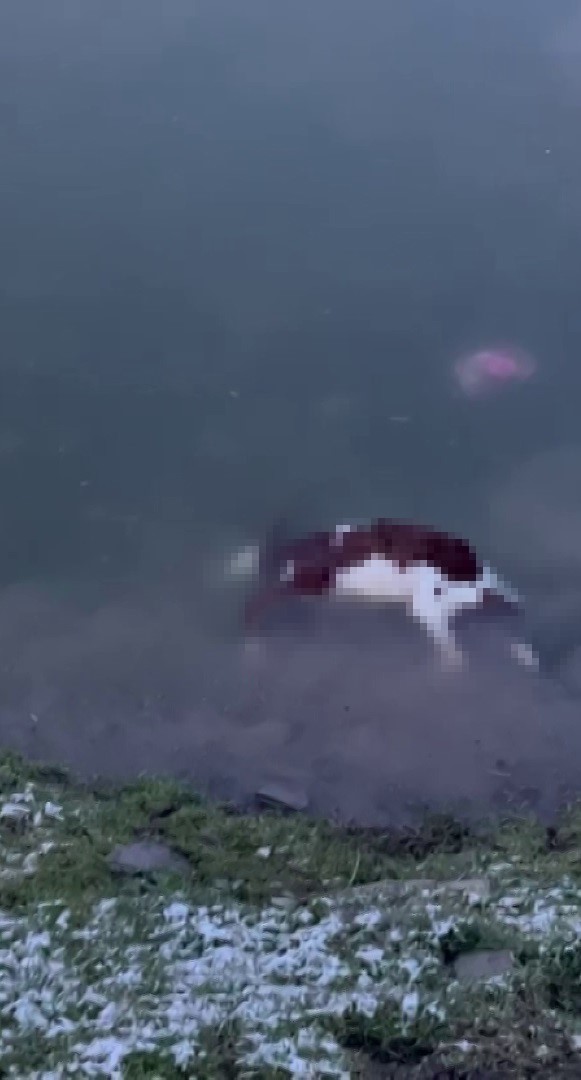 Sivas’ın Ulaş ilçesinde karların erimesiyle birlikte doluluk oranı artan Yapalı