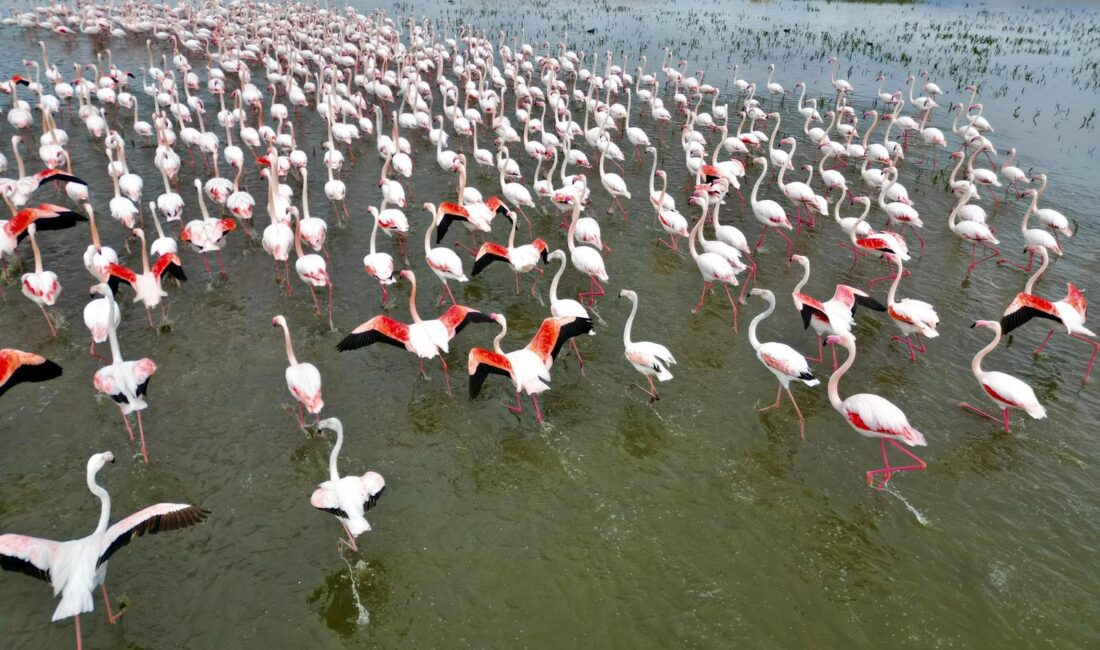 Afyonkarahisar’ın doğal miraslarından biri olan Eber Gölü, bugünlerde zarif misafirlerini