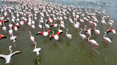 Afyonkarahisar’ın doğal miraslarından biri olan Eber Gölü, bugünlerde zarif misafirlerini