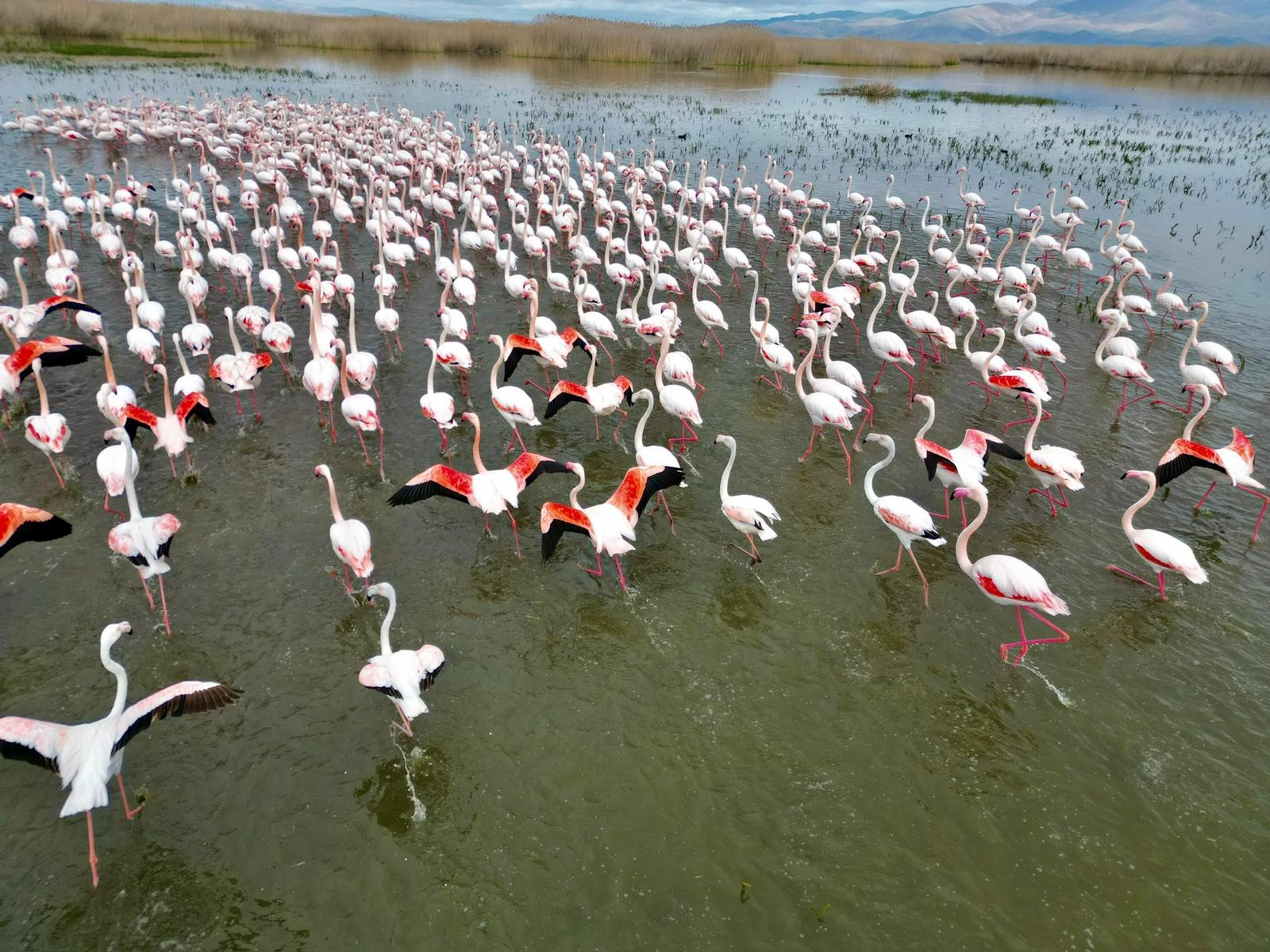 Afyonkarahisar’ın doğal miraslarından biri olan Eber Gölü, bugünlerde zarif misafirlerini