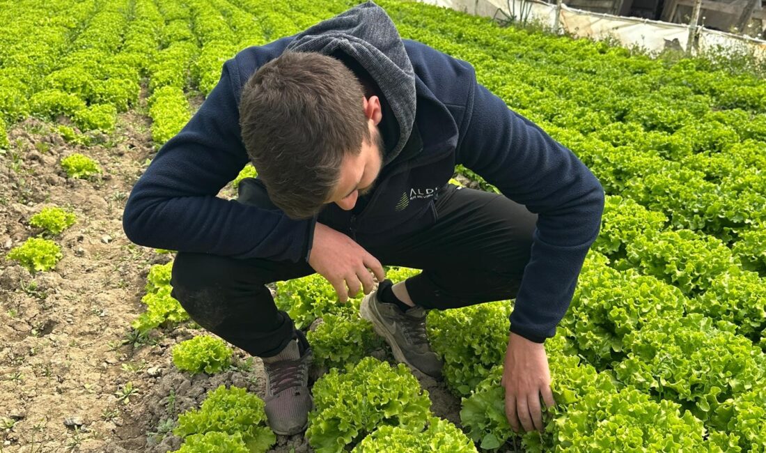 Türkiye’nin sebze ambarlarından Bursa’da, kıvırcık marul hasadı hem fiyatı hem