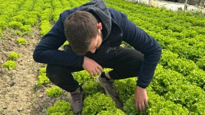 Türkiye’nin sebze ambarlarından Bursa’da, kıvırcık marul hasadı hem fiyatı hem