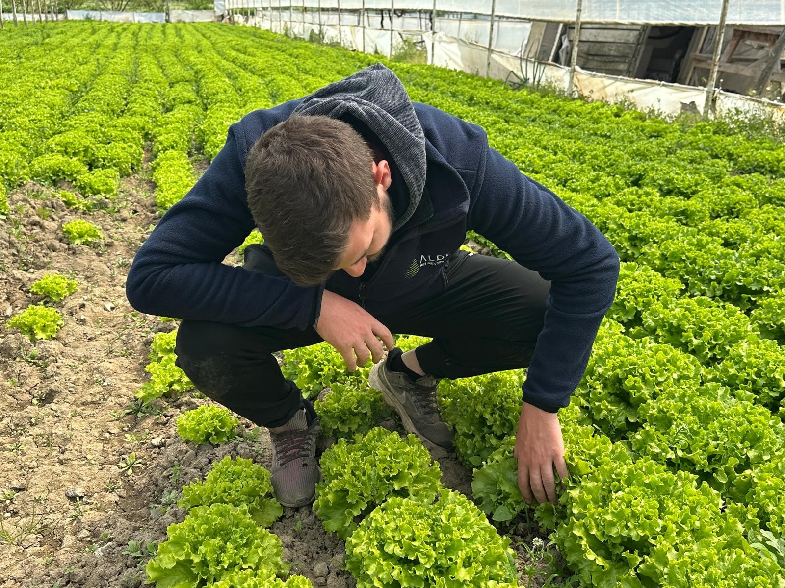 Türkiye’nin sebze ambarlarından Bursa’da, kıvırcık marul hasadı hem fiyatı hem