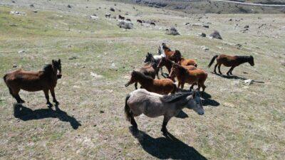 Afyonkarahisar’da bahar mevsiminin gelişi ve havaların ısınmasıyla birlikte doğanın sembolü